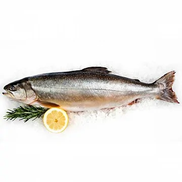 Голец свежемороженый штучной заморозки вылов 2025г Фото Голец свежемороженый штучной заморозки вылов 2025г