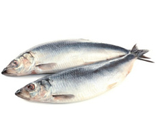 Сельдь Атлантическая свежемороженая неразделанная 350+