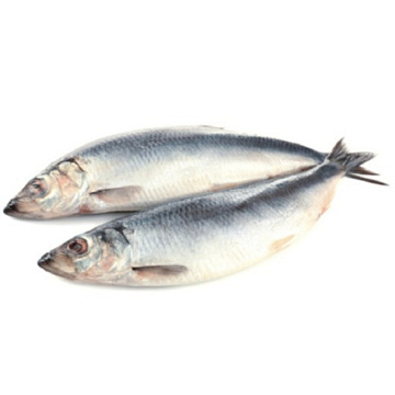 Фото Сельдь Атлантическая свежемороженая неразделанная 350+