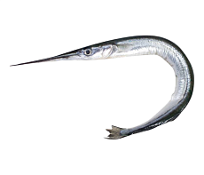 Сарган черноморский свежемороженый Вылов 2025г 