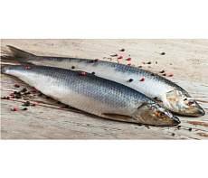 Сельдь Олюторская неразделанная крупная свежемороженая