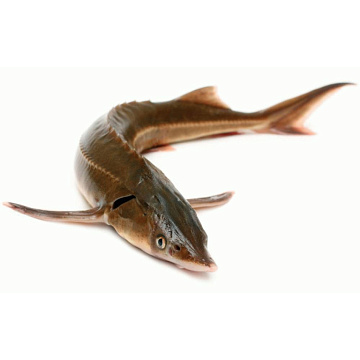 Фото Стерлядь дикая 1,2 - 2 кг (свежемороженая)