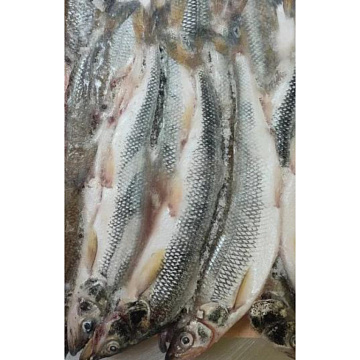Фото Корюшка азиатская зубастая тихоокеанская свежемороженая 20-35см (20кг мешок)